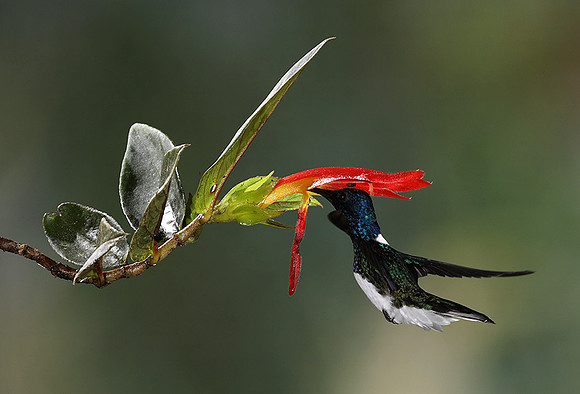 White-necked jacobin