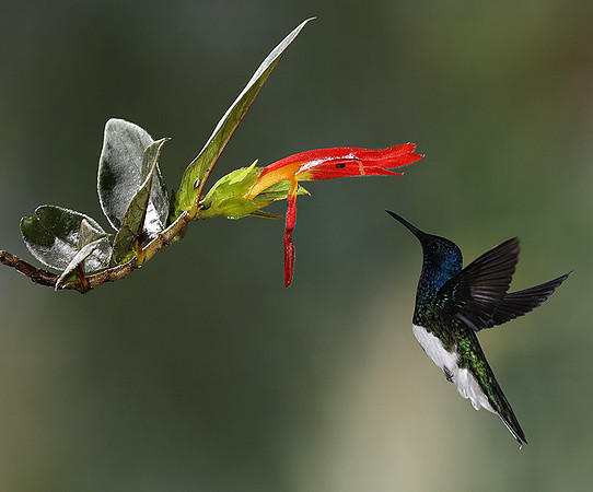 White-necked jacobin