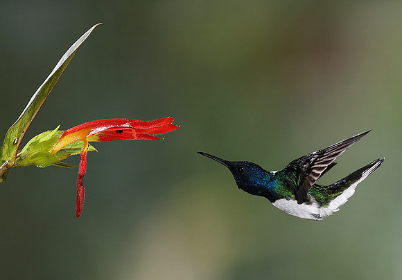 White-necked jacobin