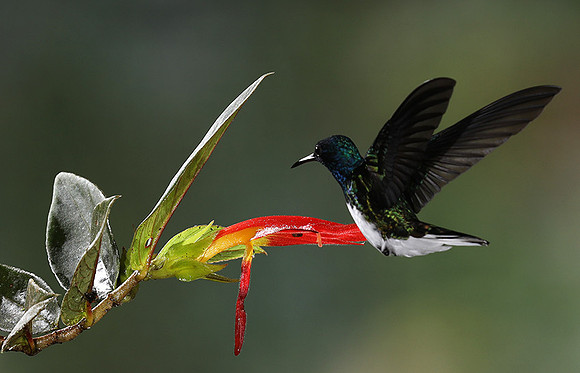 White-necked jacobin