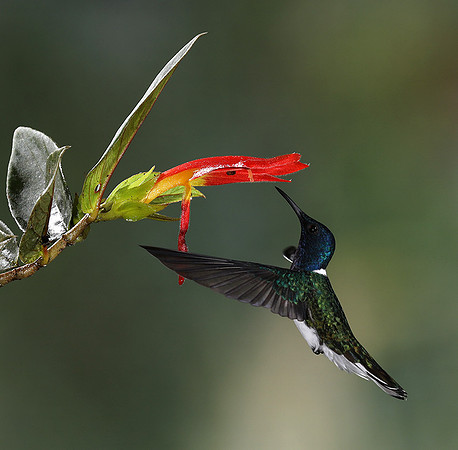 White-necked jacobin