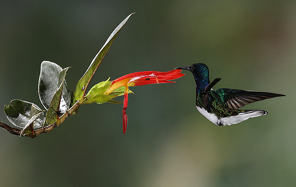 White-necked jacobin