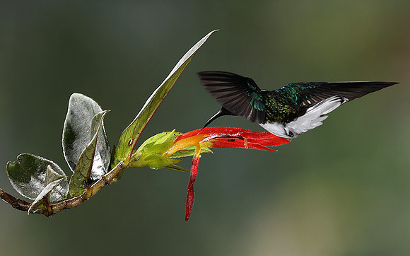White-necked jacobin