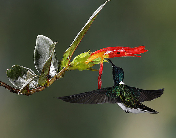 White-necked jacobin