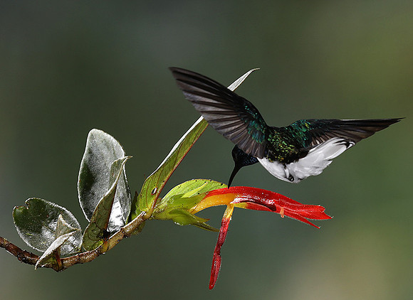 White-necked jacobin