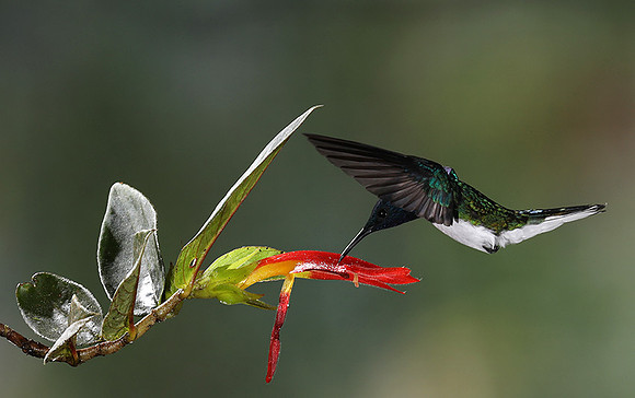 White-necked jacobin