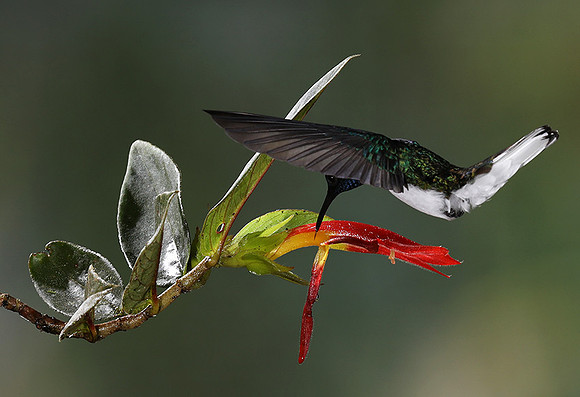 White-necked jacobin