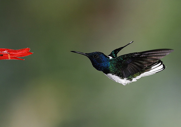 White-necked jacobin