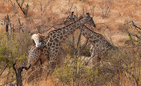 Matetsi game reserve