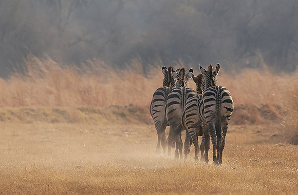 Matetsi private game reserve