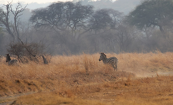 Matetsi private game reserve