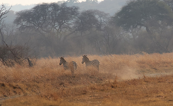 Matetsi private game reserve