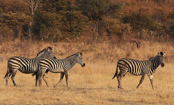 Matetsi private game reserve