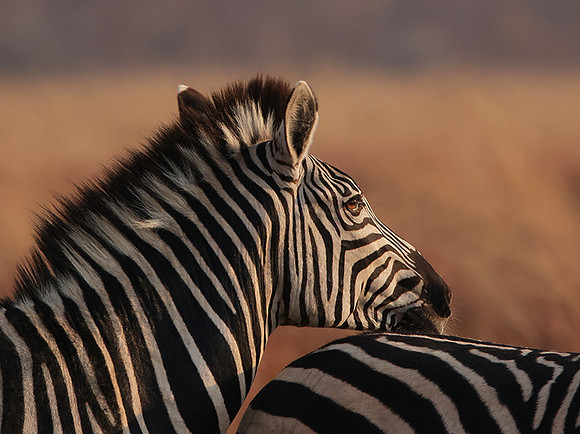 Matetsi private game reserve