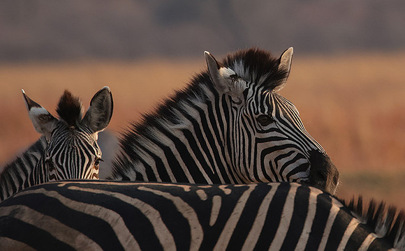 Matetsi private game reserve