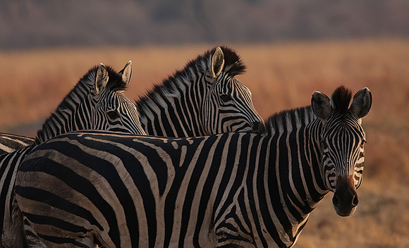 Matetsi private game reserve