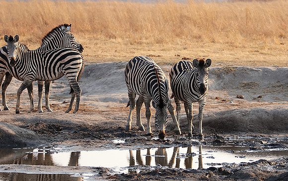 Matetsi private game reserve