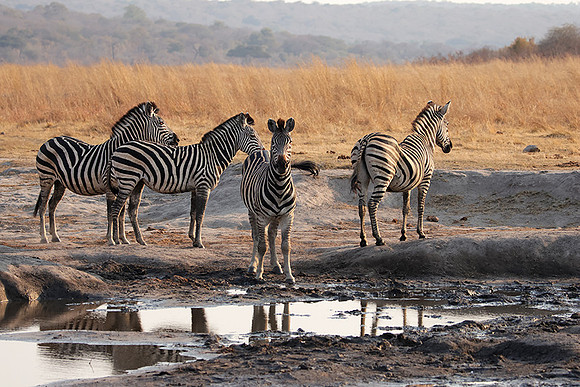 Matetsi private game reserve