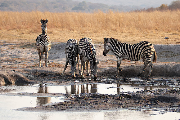 Matetsi private game reserve