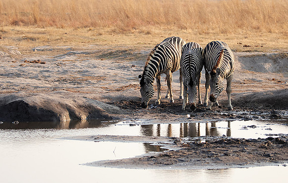 Matetsi private game reserve