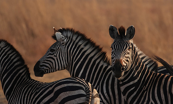 Matetsi private game reserve