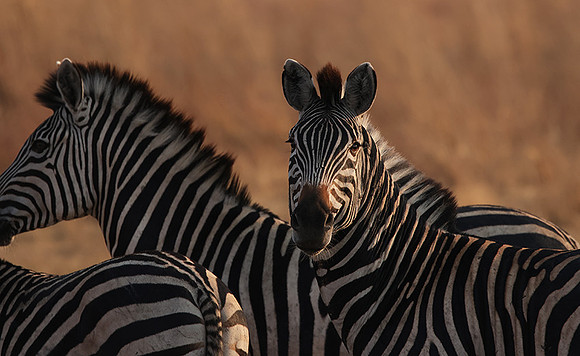 Matetsi private game reserve