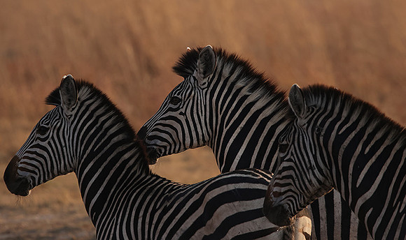 Matetsi private game reserve
