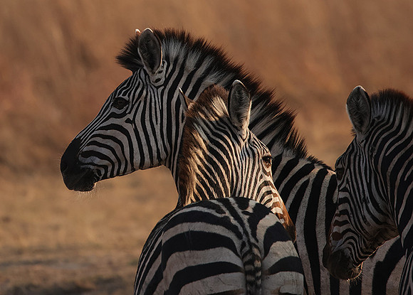 Matetsi private game reserve