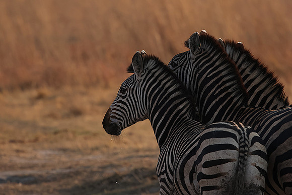 Matetsi private game reserve