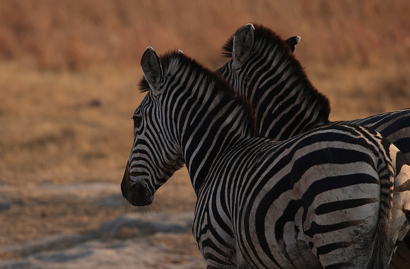 Matetsi private game reserve