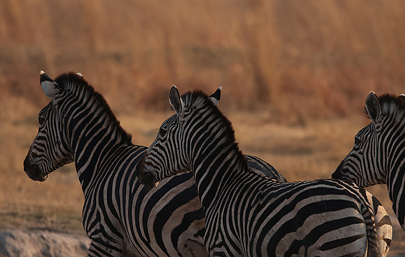 Matetsi private game reserve