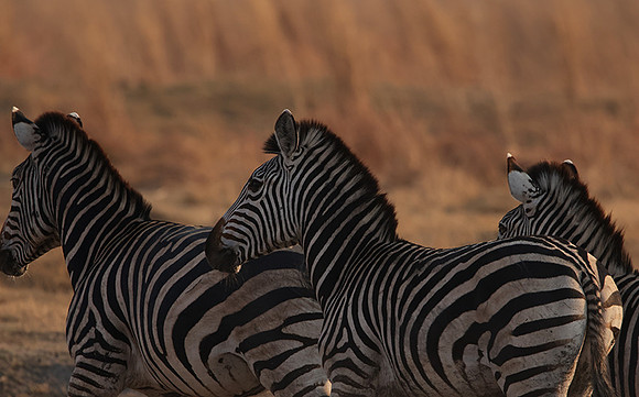 Matetsi private game reserve