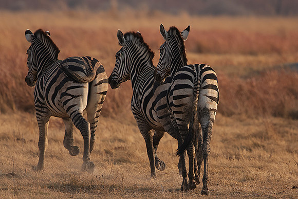 Matetsi private game reserve