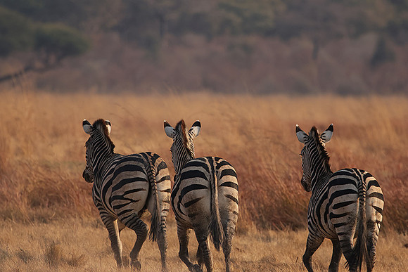 Matetsi private game reserve
