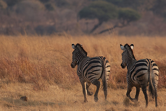 Matetsi private game reserve