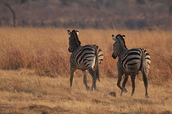 Matetsi private game reserve
