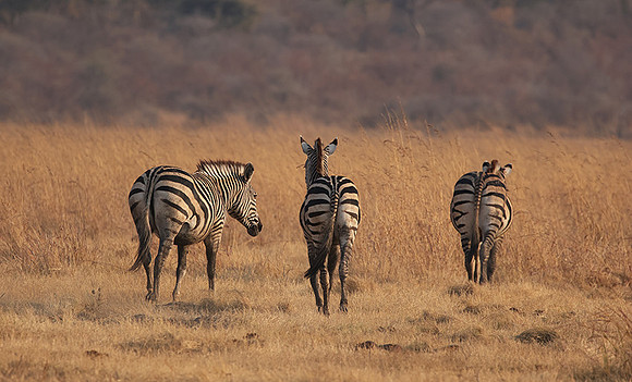 Matetsi private game reserve