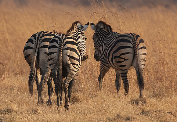 Matetsi private game reserve