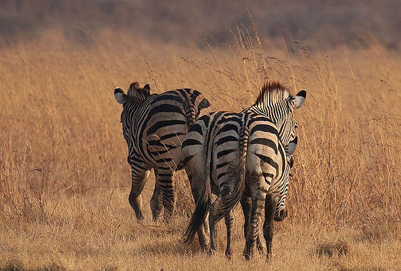 Matetsi private game reserve