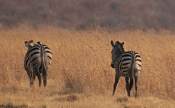 Matetsi private game reserve