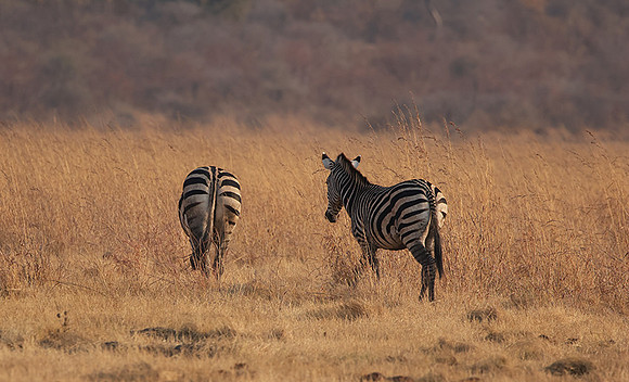 Matetsi private game reserve