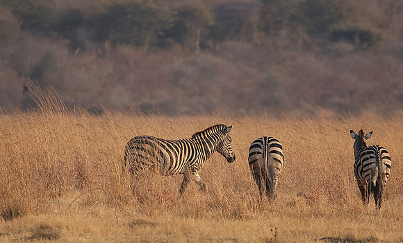 Matetsi private game reserve