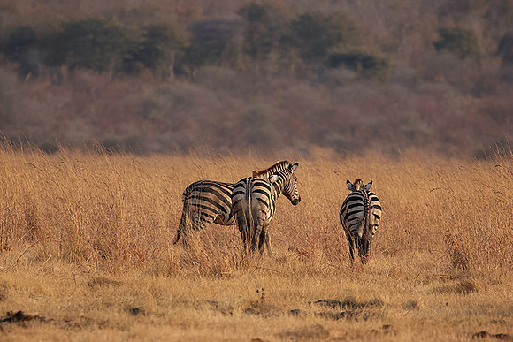Matetsi private game reserve