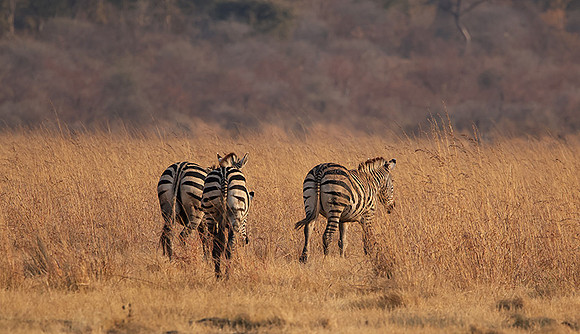 Matetsi private game reserve