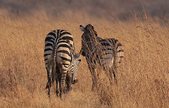 Matetsi private game reserve