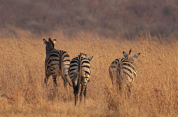 Matetsi private game reserve