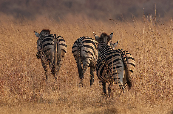 Matetsi private game reserve