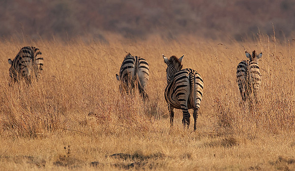 Matetsi private game reserve