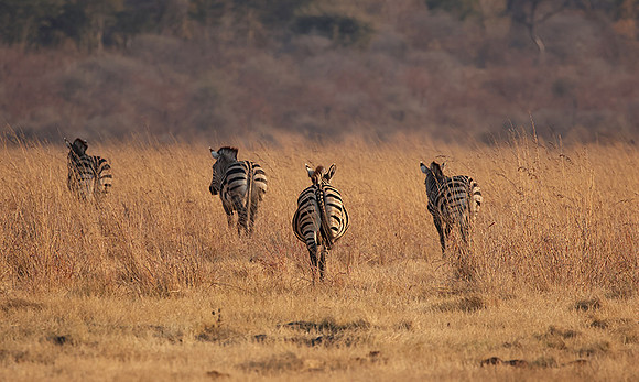 Matetsi private game reserve
