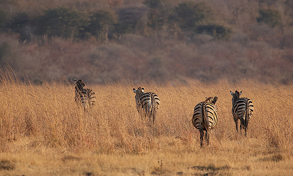 Matetsi private game reserve